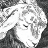 Lamb on Saddle Illustration